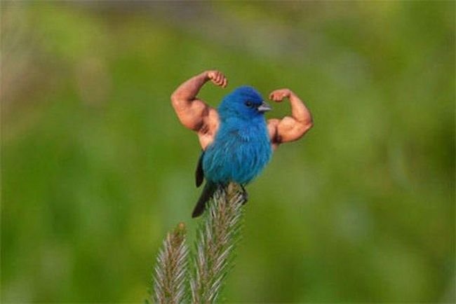 Забавные птички