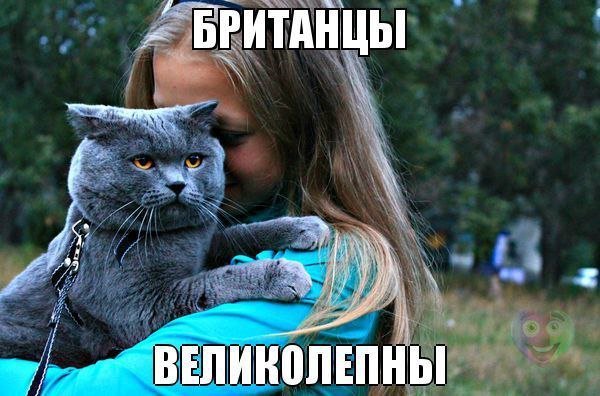 Британская кошка мемы