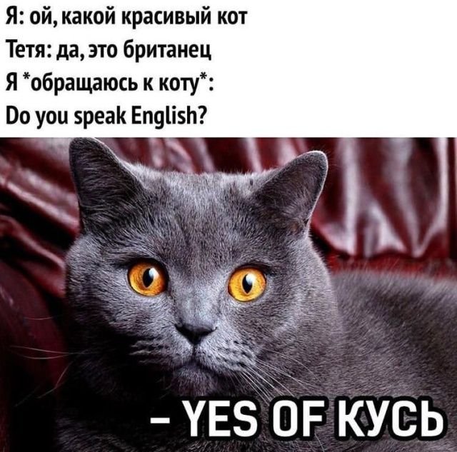 Коты мемы британцы