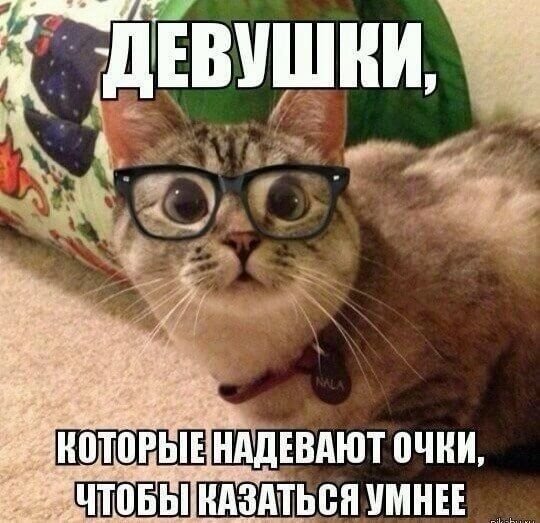 Кот в очках