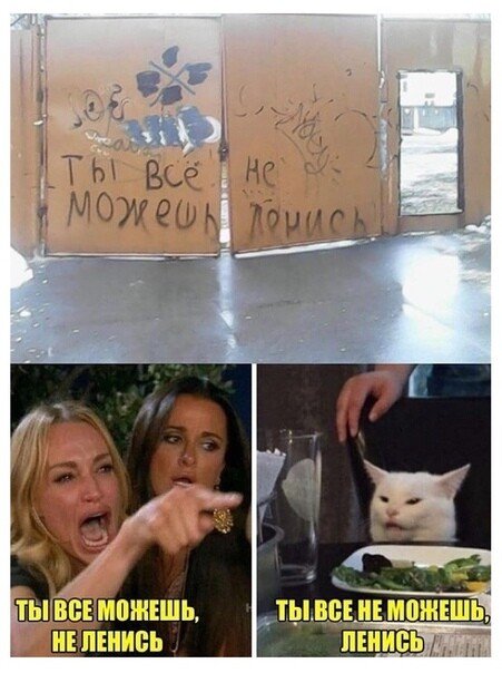 Прикол с бабами и котом