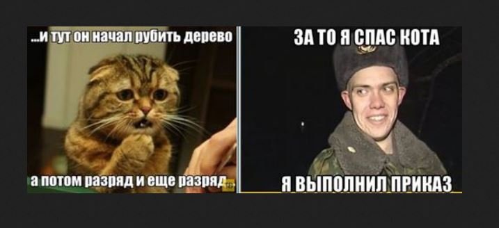 Зато я спас кота я выполнил приказ