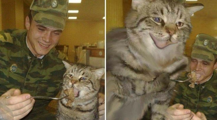 Кот в армии
