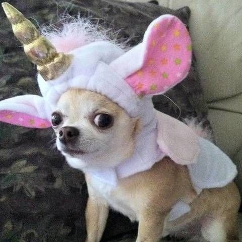 Чихуахуа Арлекин