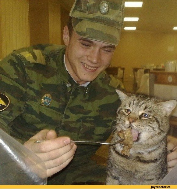 Солдат и кот