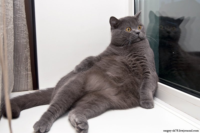 Британская короткошёрстная кошка