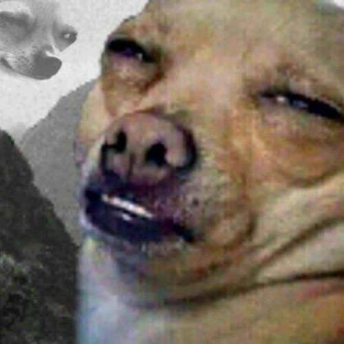 Собачка с прищуренными глазами