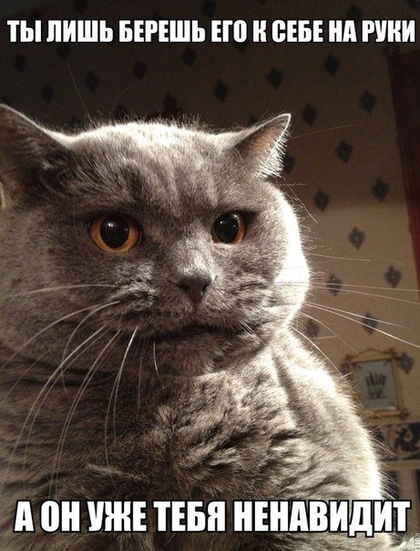 Коты мемы британцы