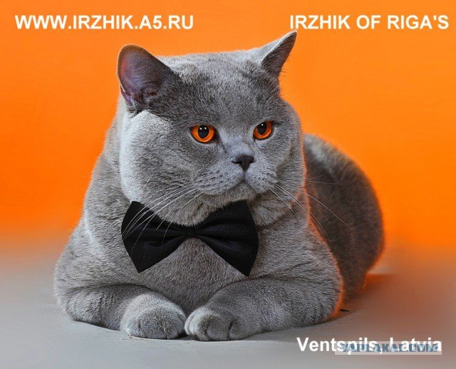 Приколы с британскими котами