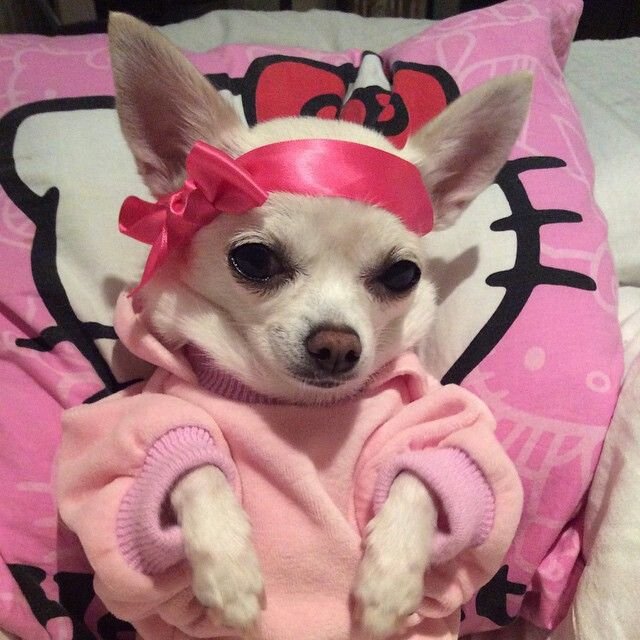 Мемы с чихуа Хуа