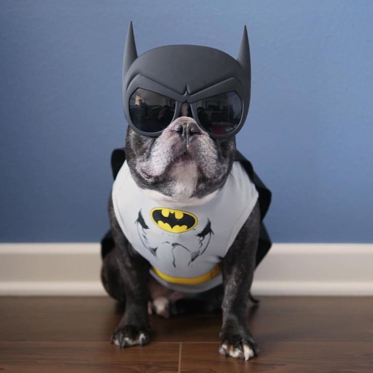 Французский бульдог Бэтмен