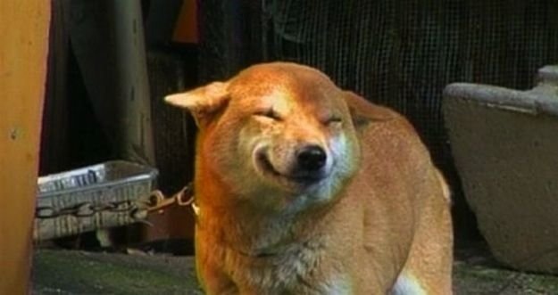 Собака улыбается