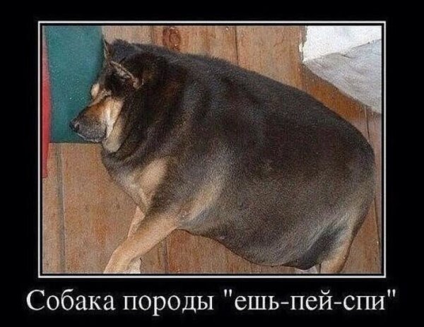 Пропала собака толстая тетя