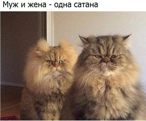 Коты муж и жена