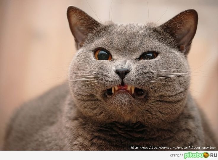 Британская кошка злая