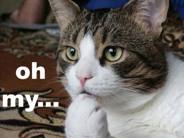 Кот задумчивый