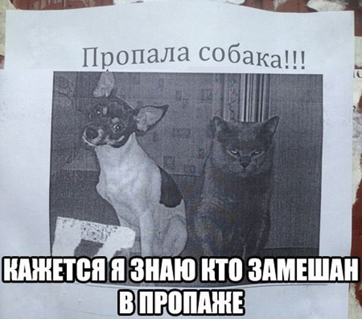 Потерялась собака смешная картинка