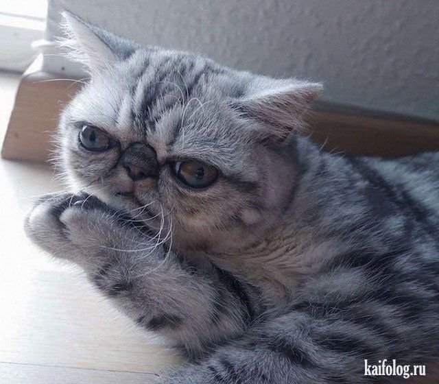 Задумчивый котик