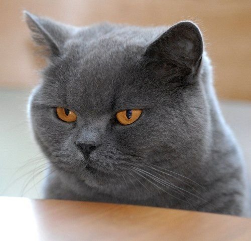 Британская короткошёрстная кошка