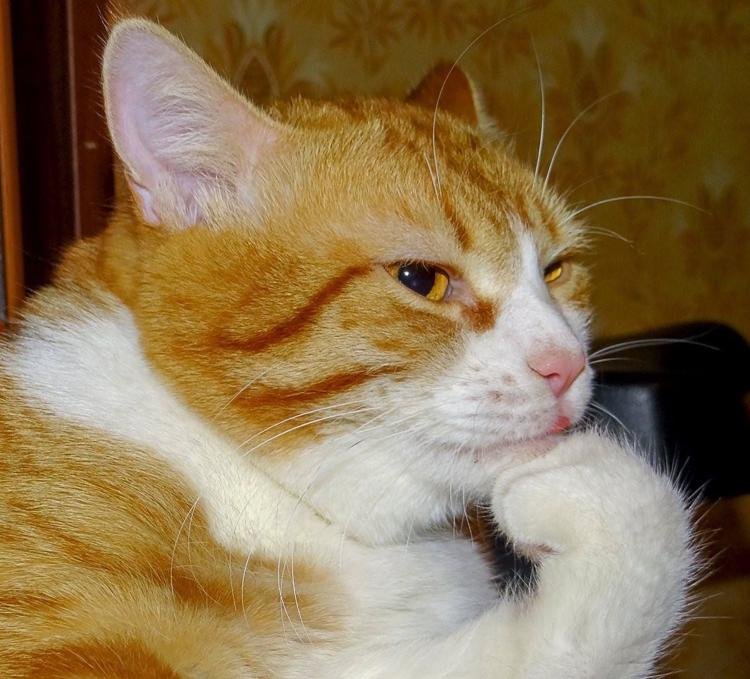 Кот думает