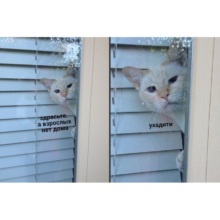 Котик выглядывает