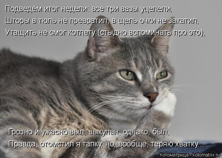 Кошка задумалась