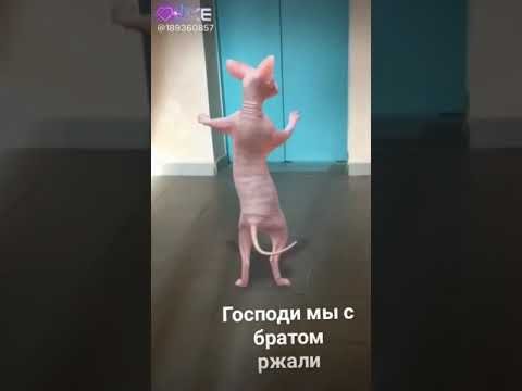 Танцующий кот сфинкс