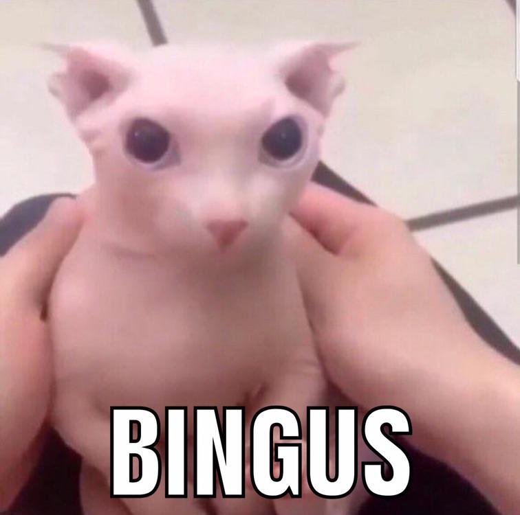 Кот Bingus