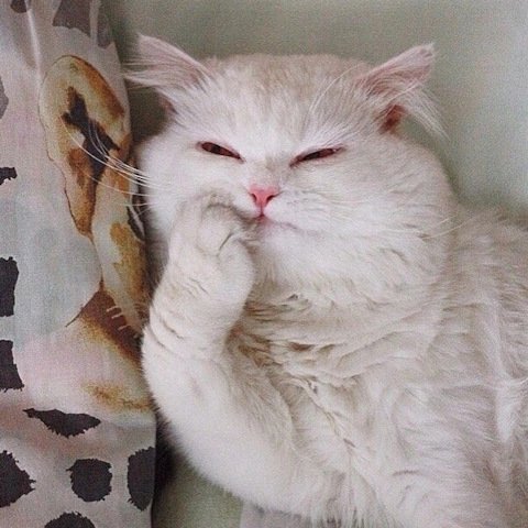 Кот задумался