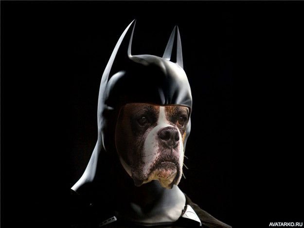 Собака бэтмен