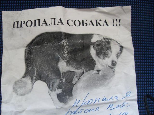 Пропала собачка прикол