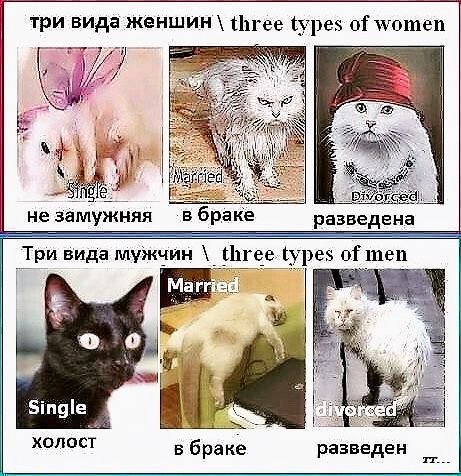 Кот до брака и после