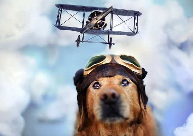 Собака в каске