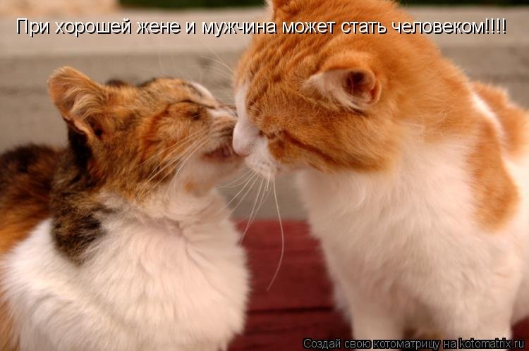 Коты супруги