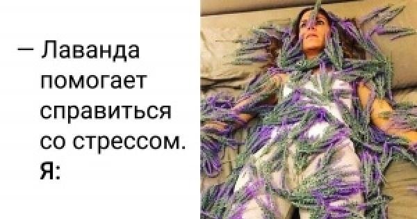 Лаванда стресс