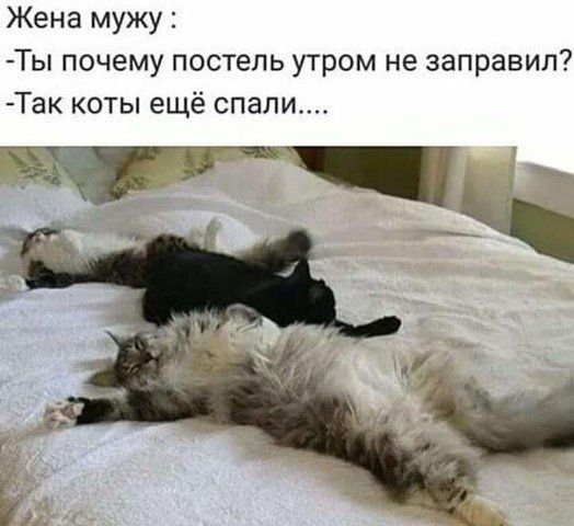 Спит на кровати прикол