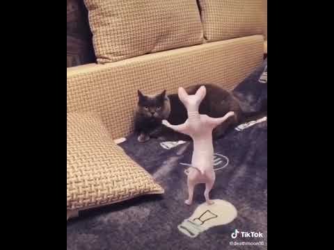 Танцующий лысый кот