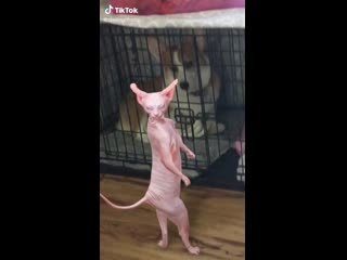 Танцующий сфинкс