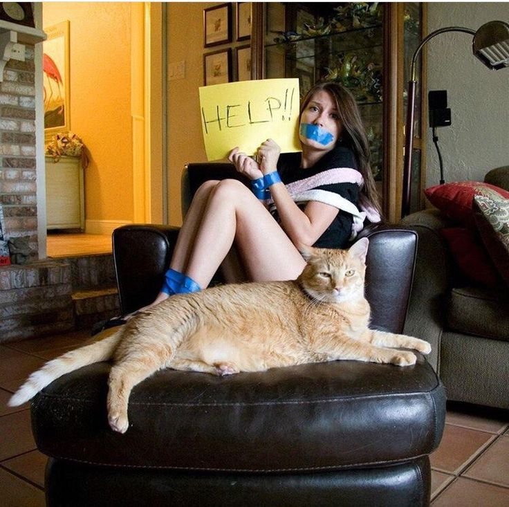 Кот на диване