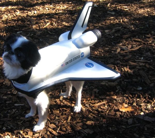 Собака на коптере