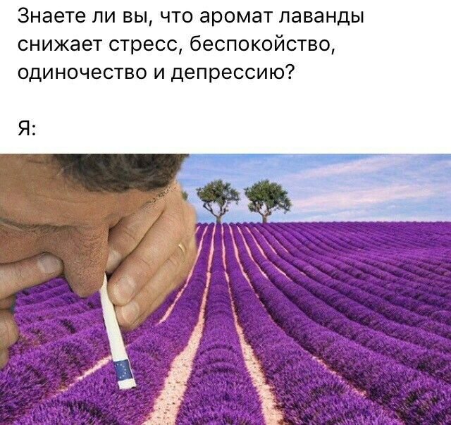 Девушка в лаванде