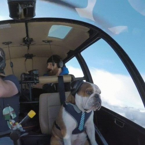 Собака и вертолеты