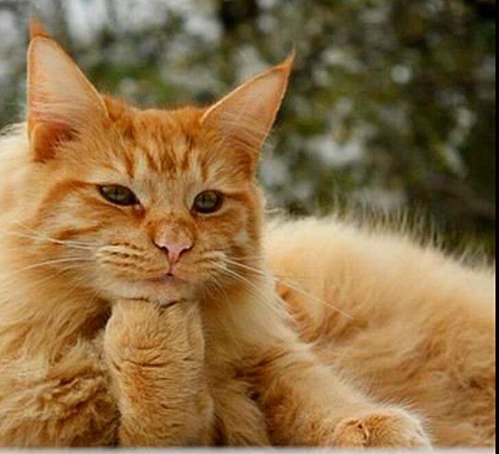 Рыжий котёнок