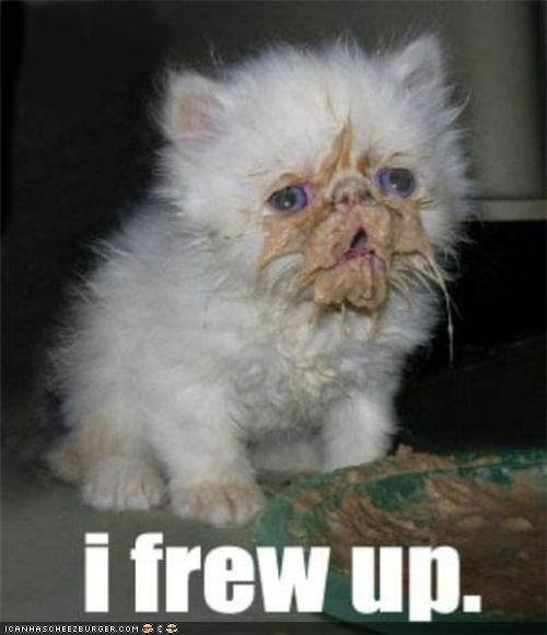 Грязный котенок