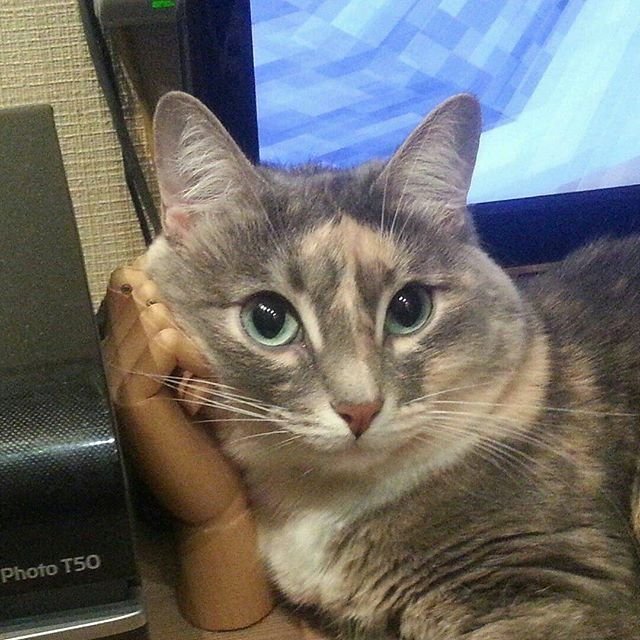 Кот рассказывай