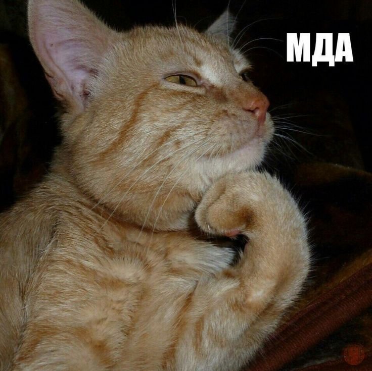 Кот задумался