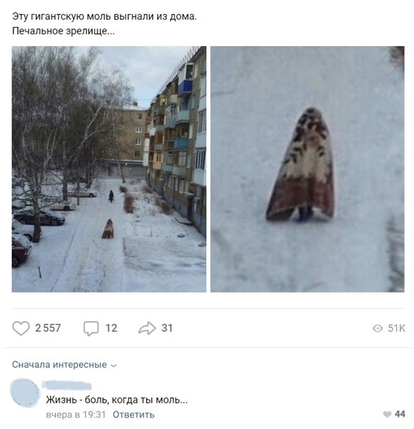 Моль из ковра