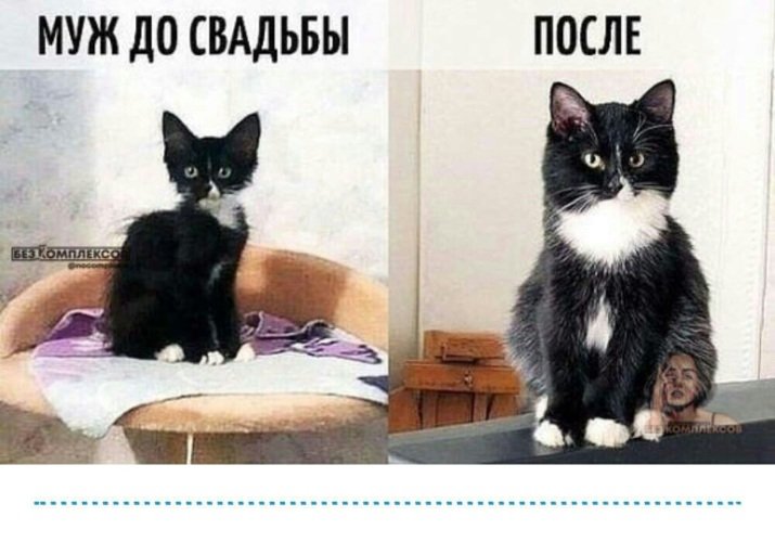 Коты муж и жена