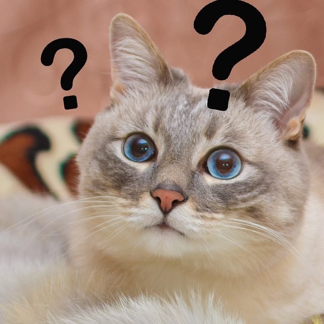 Вопросы про кошек