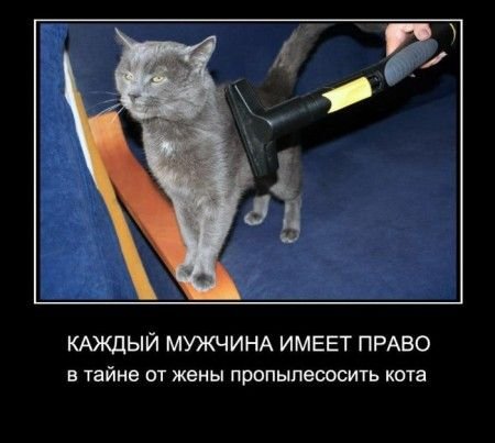 Демотиваторы кошки смешные